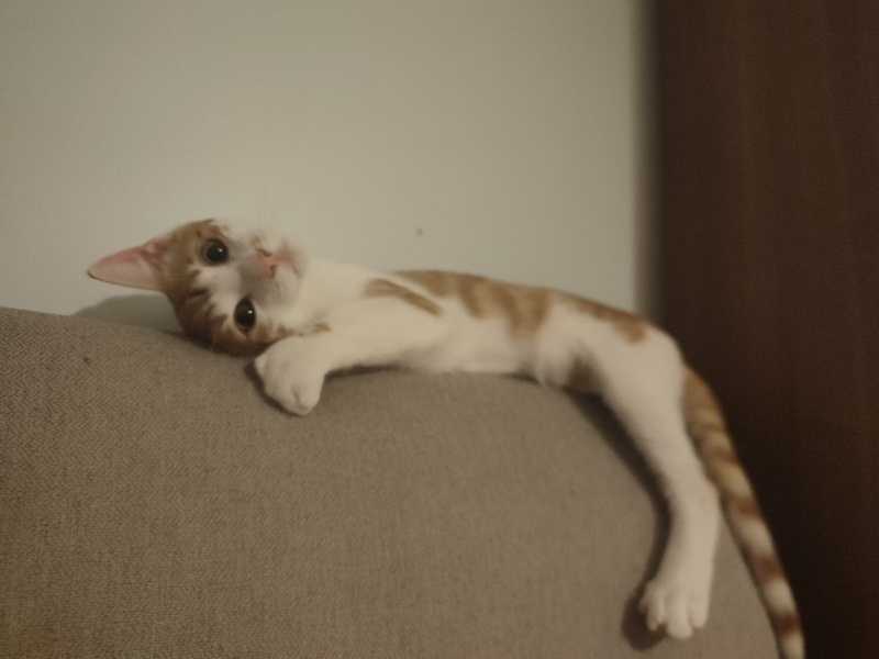 Sarman, Kedi  sütlaç fotoğrafı