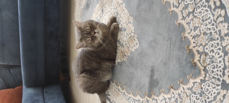 British Shorthair, Kedi  Paşa fotoğrafı