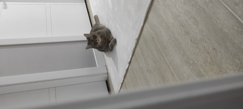 British Shorthair, Kedi  Paşa fotoğrafı
