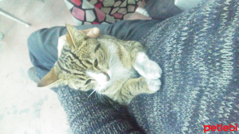 Tekir Kedi, Kedi  Nurten fotoğrafı