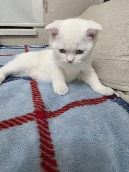 Scottish Fold, Kedi  yavru kedi fotoğrafı