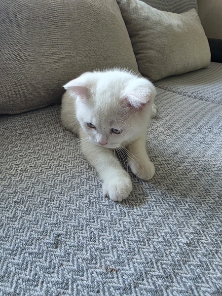 Scottish Fold, Kedi  yavru kedi fotoğrafı