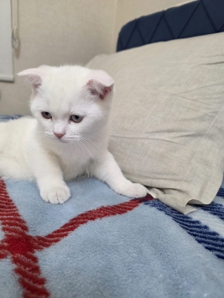 Scottish Fold, Kedi  yavru kedi fotoğrafı