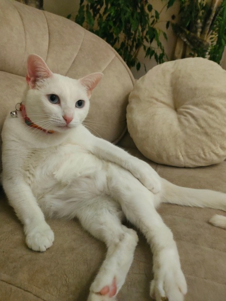 Van Kedisi, Kedi  İNCİ fotoğrafı
