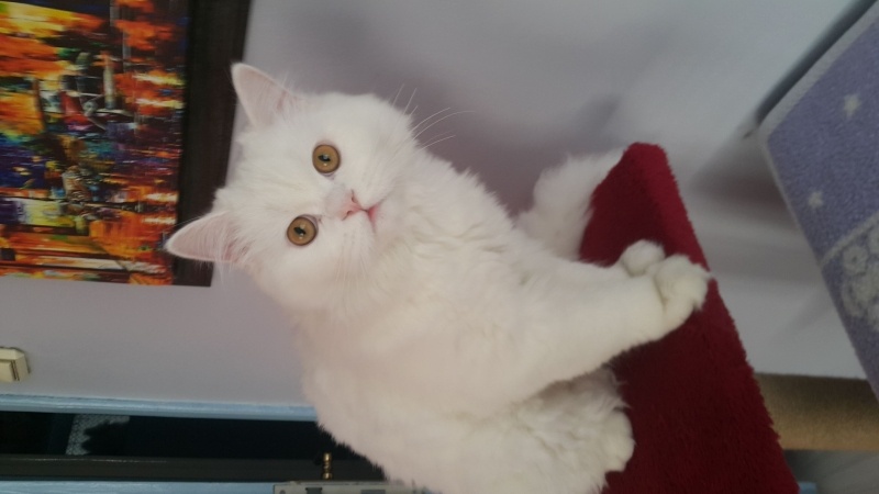 British Longhair, Kedi  Alaz fotoğrafı