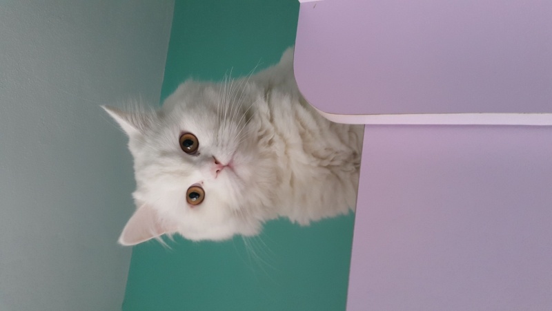 British Longhair, Kedi  Alaz fotoğrafı