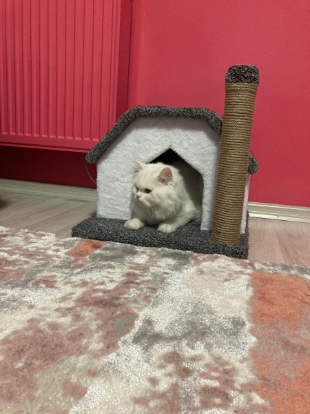 British Longhair, Kedi  Alaz fotoğrafı