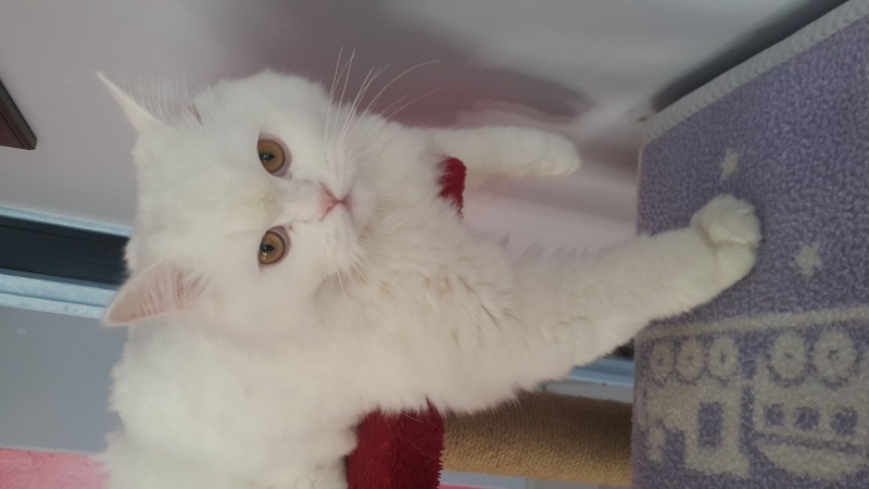 British Longhair, Kedi  Alaz fotoğrafı