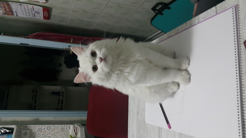 British Longhair, Kedi  Alaz fotoğrafı