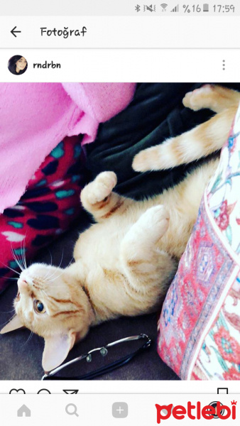 Tekir Kedi, Kedi  Bihter ve kızım fotoğrafı