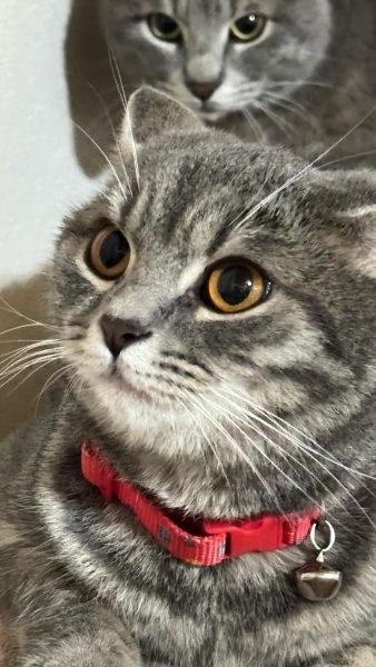Tekir Kedi, Kedi  Mia fotoğrafı
