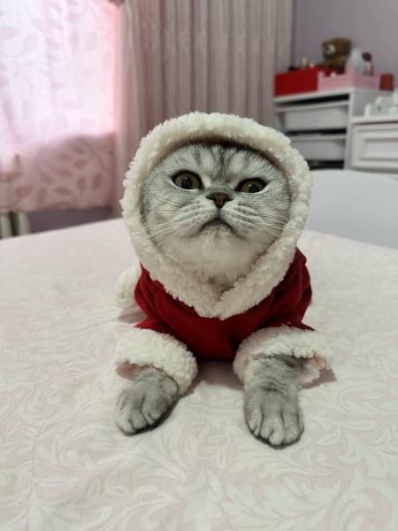 Scottish Fold, Kedi  Çörek Su fotoğrafı