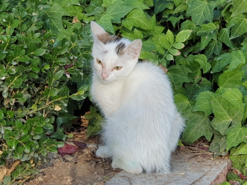 Tekir Kedi, Kedi  şapşik fotoğrafı