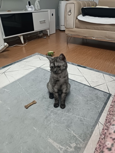 British Shorthair, Kedi  LUNA fotoğrafı