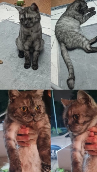 British Shorthair, Kedi  LUNA fotoğrafı