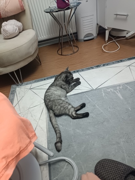 British Shorthair, Kedi  LUNA fotoğrafı