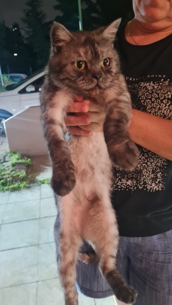 British Shorthair, Kedi  LUNA fotoğrafı