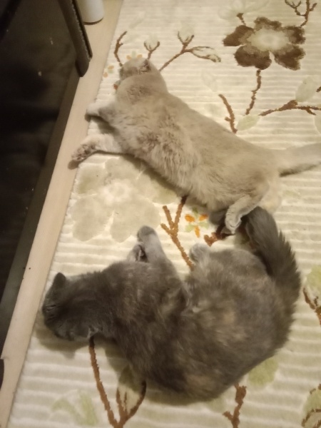 Scottish Fold, Kedi  Şila ve pamuk fotoğrafı