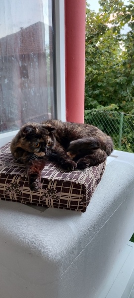 British Shorthair, Kedi  Betty fotoğrafı