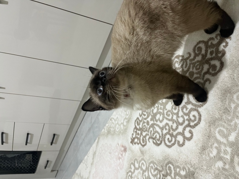 Siyam Kedisi, Kedi  Barbie fotoğrafı