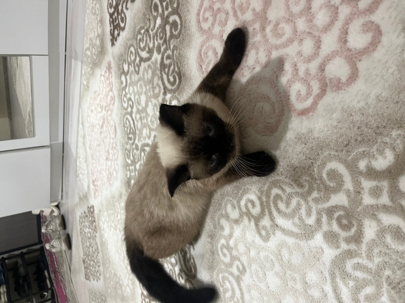 Siyam Kedisi, Kedi  Barbie fotoğrafı