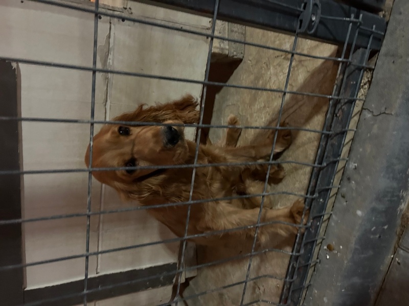 İngiliz Cocker Spaniel, Köpek  Alex fotoğrafı