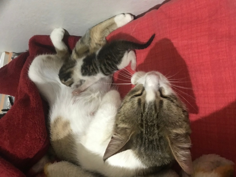 Tekir Kedi, Kedi  Maykıl fotoğrafı