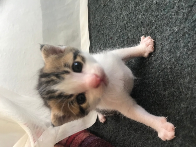 Tekir Kedi, Kedi  Maykıl fotoğrafı