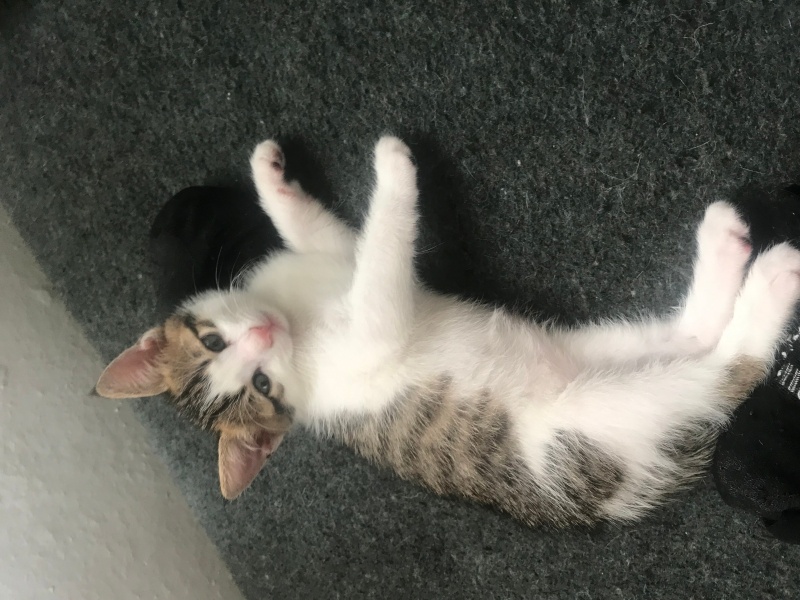 Tekir Kedi, Kedi  Maykıl fotoğrafı