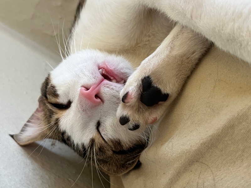 Tekir Kedi, Kedi  Maykıl fotoğrafı