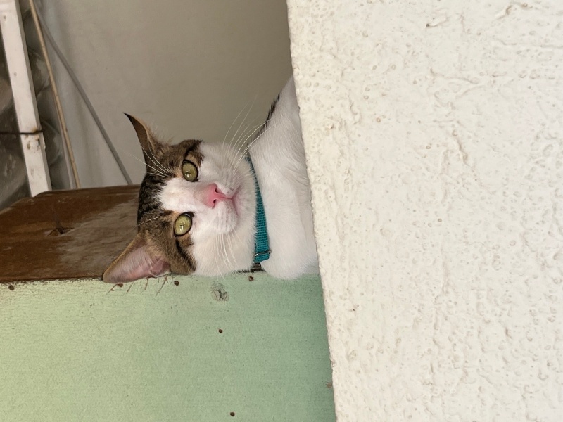 Tekir Kedi, Kedi  Maykıl fotoğrafı