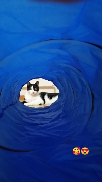 Tuxedo (Smokin) Kedi, Kedi  Mişha fotoğrafı