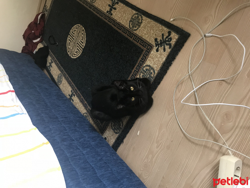 Bombay, Kedi  Sherlock fotoğrafı
