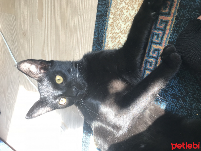 Bombay, Kedi  Sherlock fotoğrafı