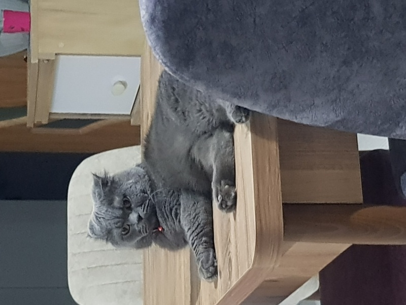 Scottish Fold, Kedi  Cookie fotoğrafı