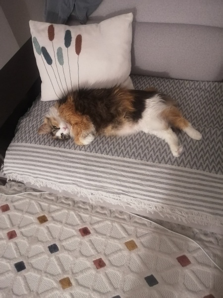 Tekir Kedi, Kedi  Mocha fotoğrafı