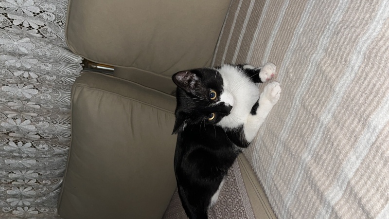 Tekir Kedi, Kedi  Oscar fotoğrafı