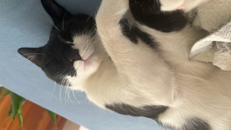 Tekir Kedi, Kedi  Oscar fotoğrafı