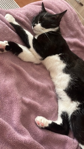 Tekir Kedi, Kedi  Oscar fotoğrafı
