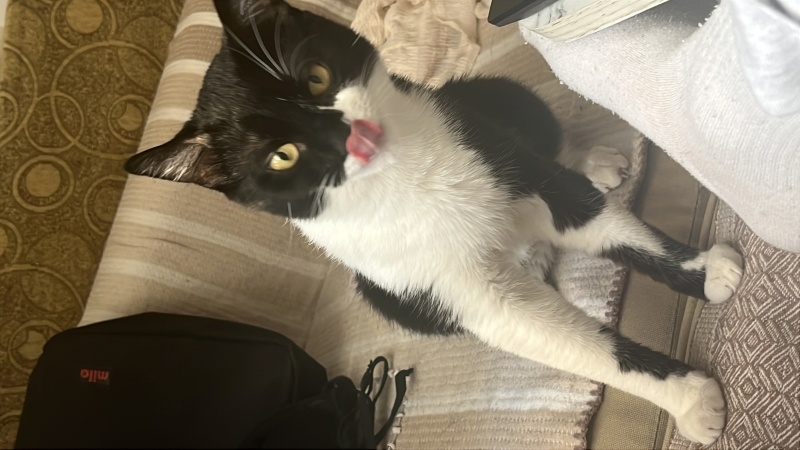 Tekir Kedi, Kedi  Oscar fotoğrafı
