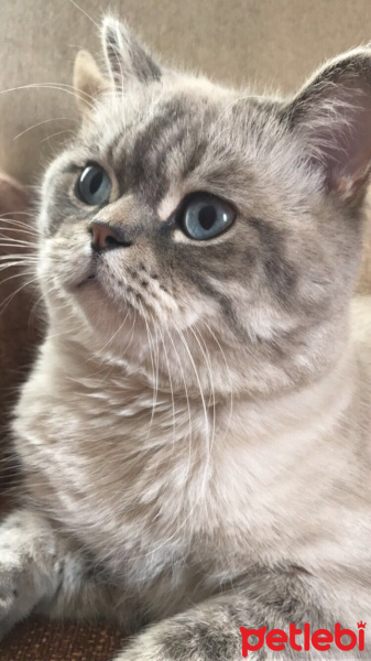 Mavi Rus, Kedi  Haryy fotoğrafı