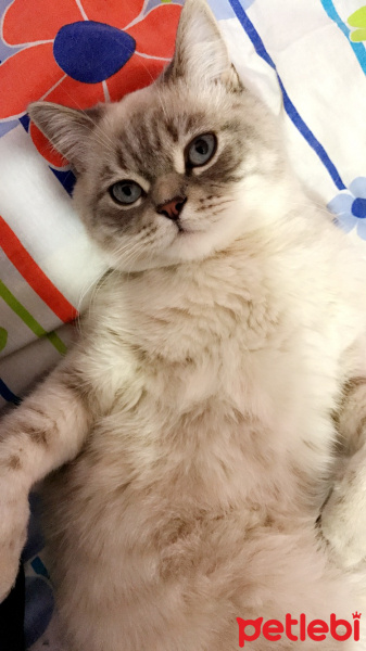Mavi Rus, Kedi  Haryy fotoğrafı