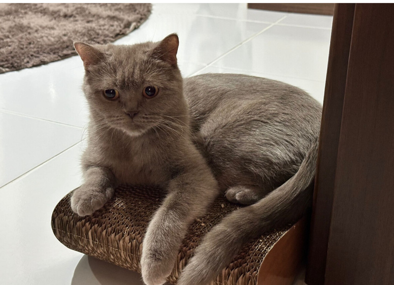 Brazilian Shorthair, Kedi  Luna fotoğrafı
