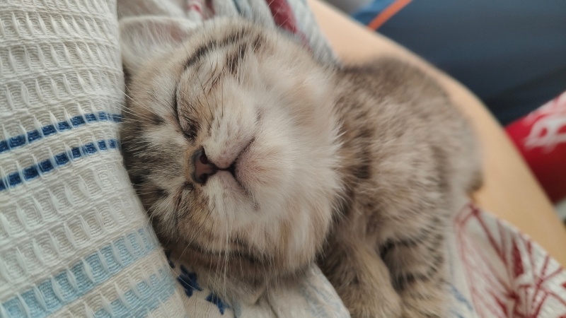 British Longhair, Kedi  Maya fotoğrafı