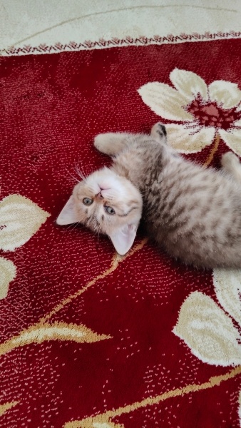 British Shorthair, Kedi  Maya fotoğrafı