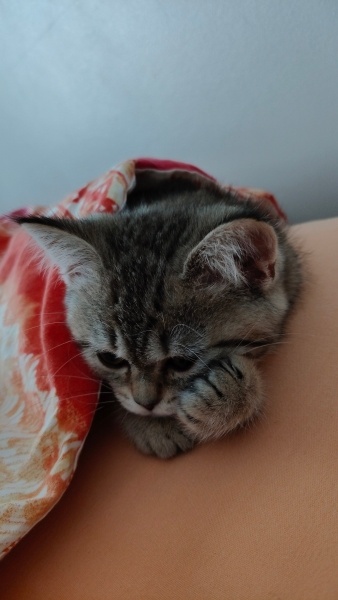 British Shorthair, Kedi  Maya fotoğrafı