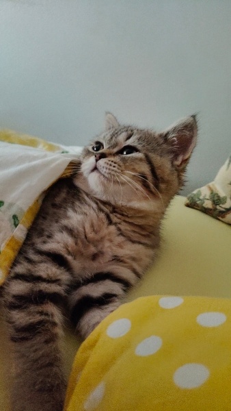 British Shorthair, Kedi  Maya fotoğrafı