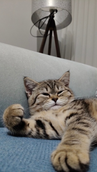 British Shorthair, Kedi  Maya fotoğrafı