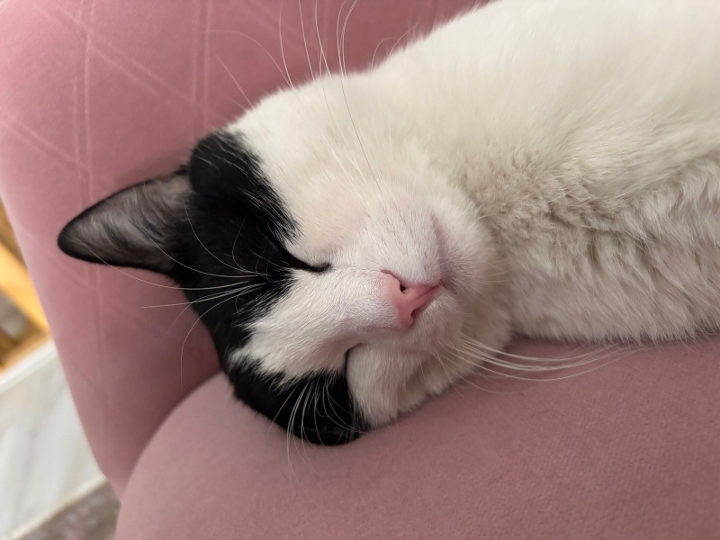 Tekir Kedi, Kedi  Kuzgun fotoğrafı