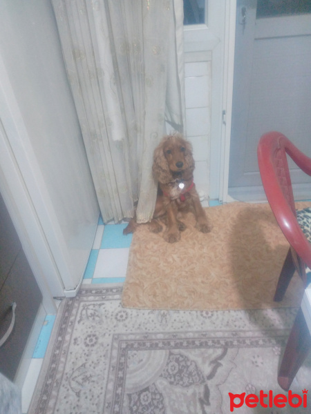 İngiliz Cocker Spaniel, Köpek  Tarçin fotoğrafı
